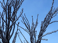Untitled by Anne Marie Kuban