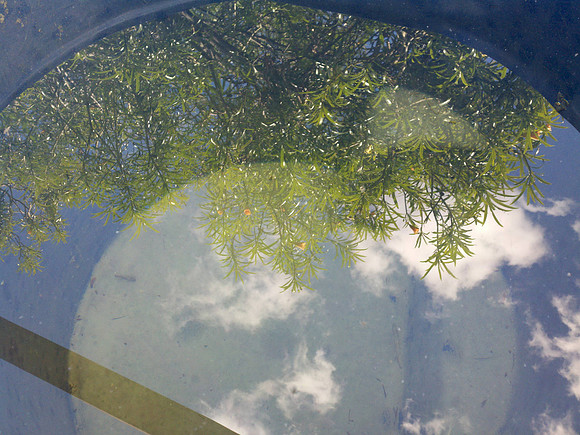 Oleanders in Rain Tank