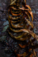 Helix