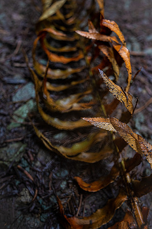 Helix
