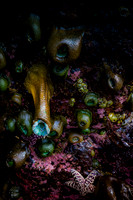 Ocean Floor Jewels