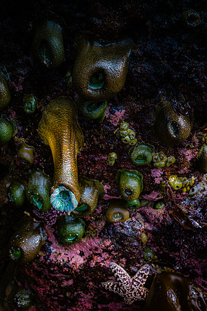 Ocean Floor Jewels